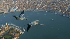 Cranes Flying Over Venice