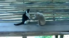 Ape Sweet Lou Cat Tail, Slap Palm, Ride The First Film