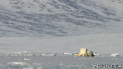 斯瓦尔巴特群岛Svalbard Christmas Card NRK
