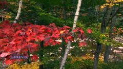 Last Days Of Autumn...