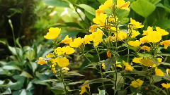Flowers Dancer