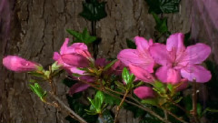 Women Are Flowers