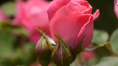 Roses