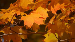 Autumn Colours, Part III