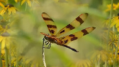 Beauty Of Nature