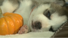 Cornucopia Of Sleeping Husky Puppies