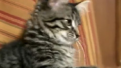Kitten Gets Totally Hypnotized By Swinging Beads