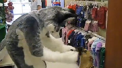 Furries At Pet Smart