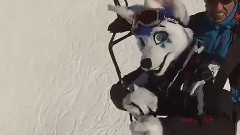 Fursuit Para-Skiing (Foxes Can Fly!)