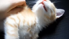 可爱猫叫声合集