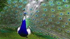孔雀