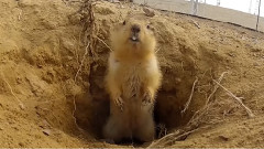 Житель космодрома Байконур