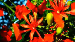 凤凰花