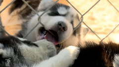 Husky Puppy Slumber Party