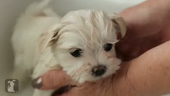 Maltese Puppy Getting A Bath