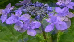 白日梦茉莉花