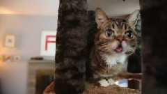 Bub The Huntress