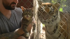 Bub Meets Tigers
