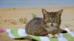 Lil BUB's Magical Summertime