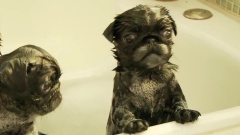 Pug Puppies With Bubble Mustaches