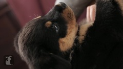 Cuddle With A Baby Rottweiler Puppy