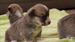 Corgi Pups Learn To Climb