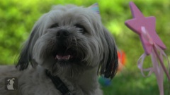 Doggy Birthday