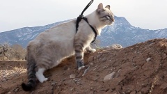 The Traveling Kitty