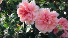 Shiuan's Rose Garden 薔薇バラ