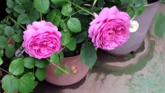 Shiuan's Rose Garden 薔薇バラ