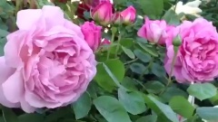 Shiuan's Rose Garden 花园日记