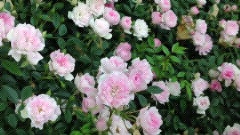 Shiuan's's Rose Garden 夢乙女