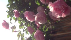 Shiuan's Rose Garden