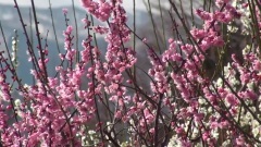 梅林(三重県いなべ市農業公園)