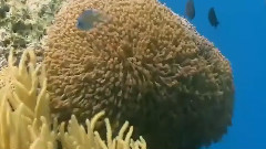 Australia's Great Barrier Reef Of The Most Beautiful parts Of The World