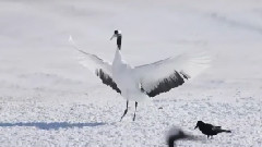 Blanketed With Snow