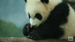 The Giant Panda Cubs Discover Biscuits