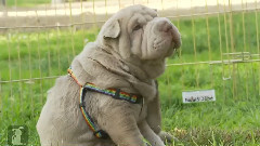 Wrinkly Shar Pei Puppy Gives Himself A Good Scratch