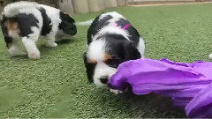 Puppies,Puppies And Puppies