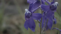 BBC:黄石国家公园