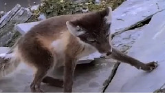 Arctic Fox VS Murres