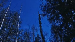 Frozen Pines
