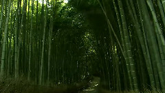 京都之美