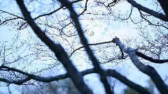 风姿花传