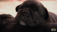 French Bulldog Pup Lives On The Edge
