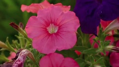 Wind Flowers