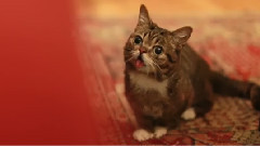 BUB Jumps