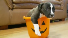 Puppies, Puppies and Puppies