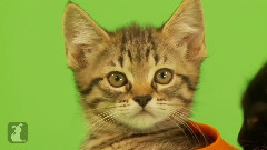 Kittens, Kittens And Kittens - Episode 3