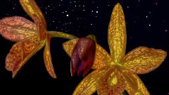 Flowers That Last Forever